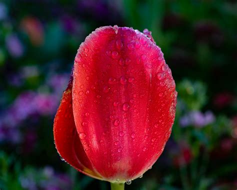 Red Tulip Dana C Flickr