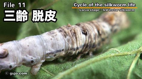 【蚕の一生】cycle Of The Silkworm Life 1133 三齢：脱皮 Youtube