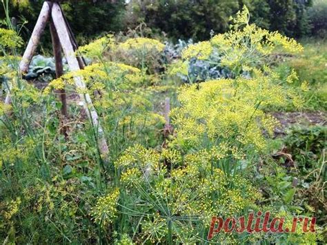 Черная ножка у растений: признаки, причины, лечение | Русский Сад ...