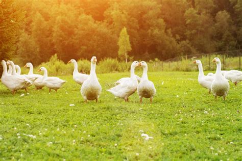 Geese in Formation stock photo. Image of summer, clouds - 7918930