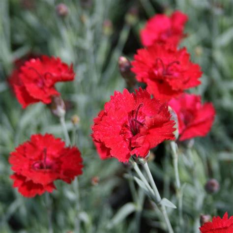 Dianthus allwoodii 'Frosty Fire' Pinks from Sandy's Plants