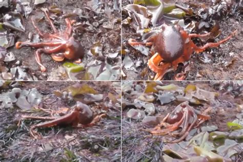 Watch an Octopus Walking on Land