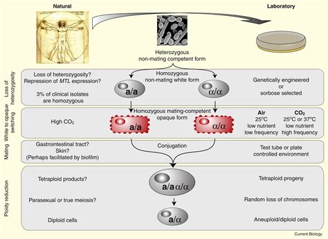Yeast Mating Putting Some Fizz Into Fungal Sex Current Biology