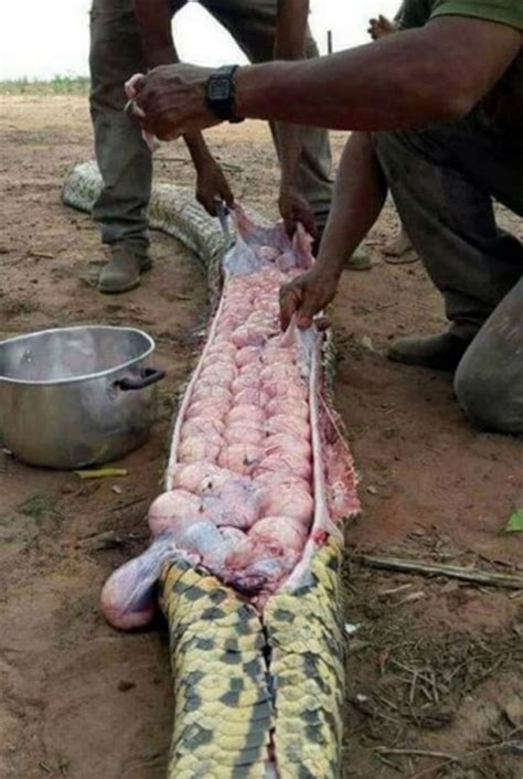 Uccidono Serpente Gigante Pensando Avesse Mangiato Un Vitello