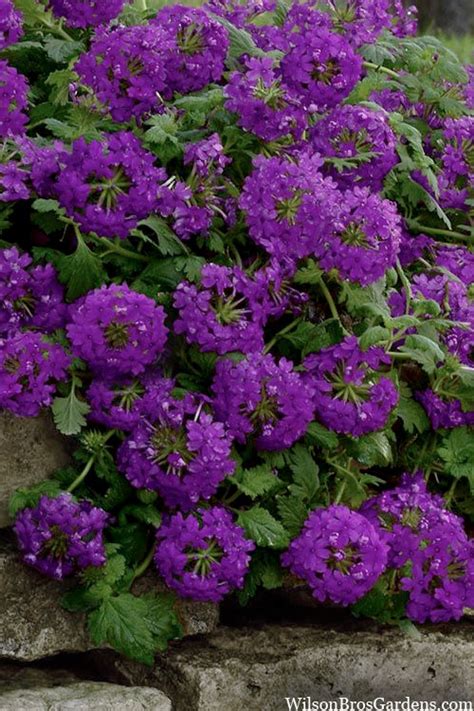 Buy EnduraScape Purple Improved Verbena Plants FREE SHIPPING Wilson