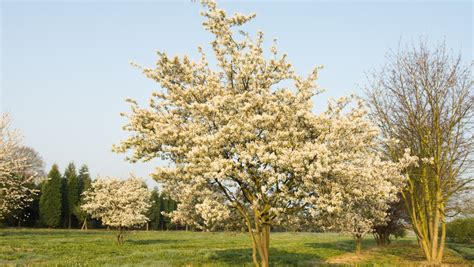 Amelanchier Lamarckii Multi Stem