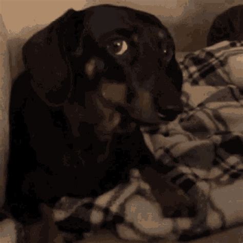 Dog Doggo GIF - Dog Doggo Side Eye - Discover & Share GIFs