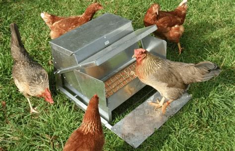 Les Meilleures Mangeoires Automatiques Pour Poules Avis