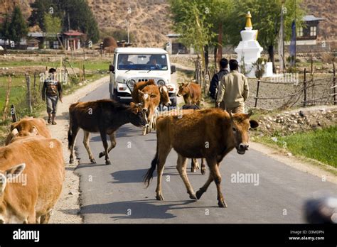 Cattle Are A Common Sight On The Roadways Of Bhutan Hi Res Stock