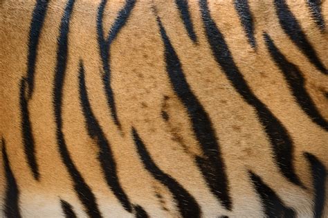 Premium Photo | Tiger skin texture background