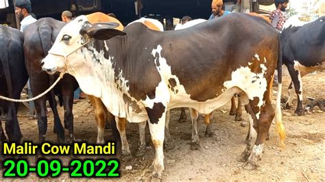 Malir Mandi Karachi Cattle Rates 20 09 2022 Bhoori Cow Price