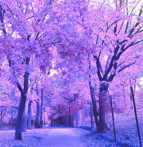 Purple Trees Wallpaper