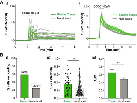 In Vitro Activation Of TGR5 In Primary DRG Neurons Results In Increased