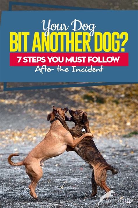 dog got bit by another dog how to treat