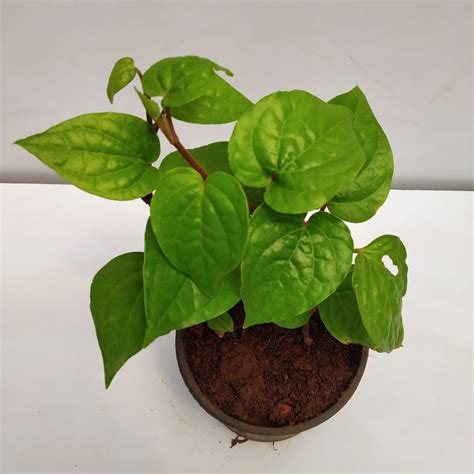 Piper Betel, Maghai Paan - Plant - NurseryBuy