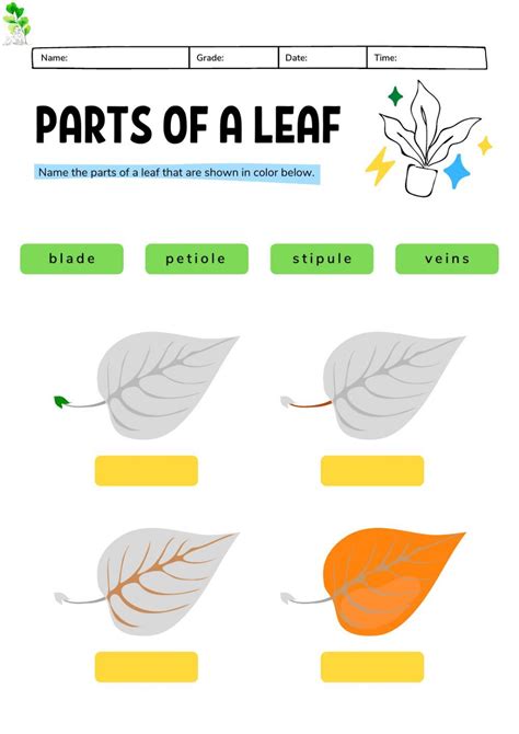 Internal Structure Of A Leaf Worksheet. Some of the worksheets displayed are plant organs the ...