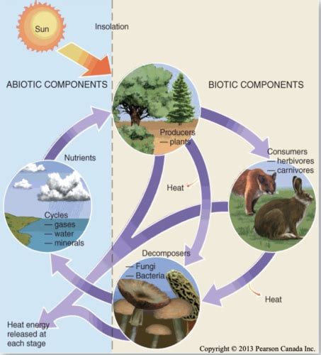 Introduction To Biogeography And Ecosystems Flashcards Quizlet