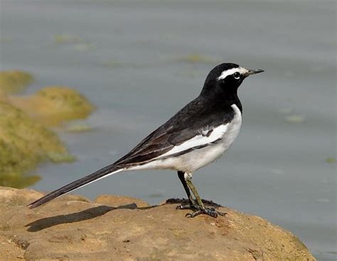 Details White Browed Wagtail Birdguides