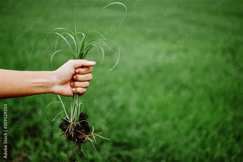 A Hand Holding A Clump Of Fresh Grass Above A Rice Paddy Farmer Hands