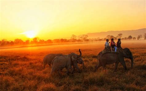 Best Kaziranga Tour packages | Book holiday Packages Online