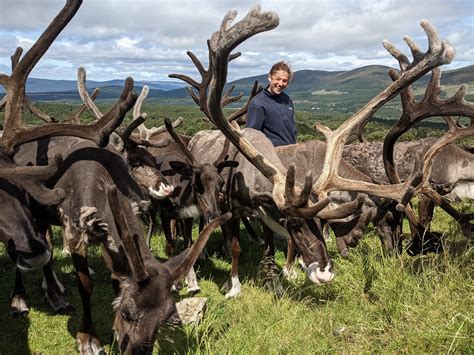 Reach for the sky! How reindeer antlers grow so fast – The Cairngorm Reindeer Herd