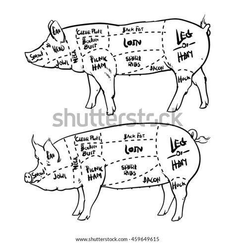 Pork Cuts Diagram Outline Butchery Set Stock Vector