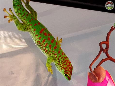 Giant Day Gecko Morphs