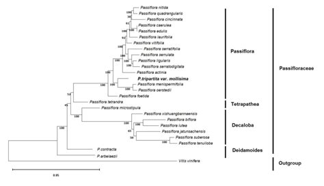 Phylogenetic Tree Of 27 Plastid Genomes Using Maximum Likelihood