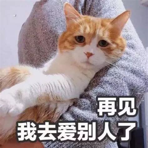 萌宠猫星人再见我去爱别人了你别后悔呆萌搞怪动图动态图表情包下载soo