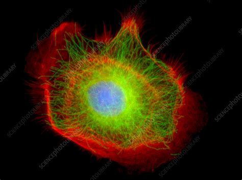 epithelial cell stock image  science photo library