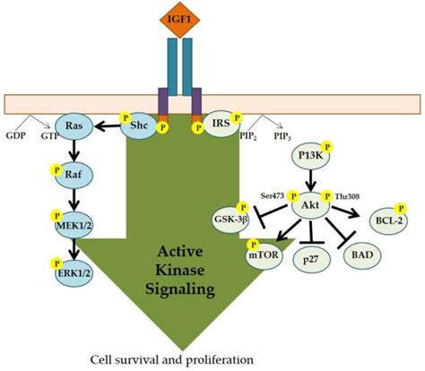 The Actions Of Igf In The Growth Plate And Its Role In Postnatal Bone