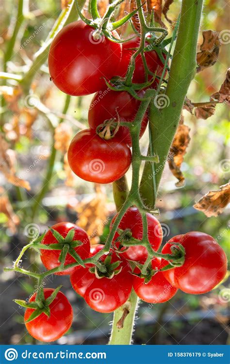 Late Summer Red Tomatoes Stock Image Image Of Hang 158376179