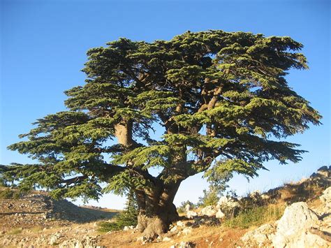 Cedar Tree of Lebanon Facts, Identification, Uses, Pictures