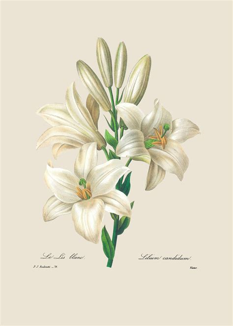 Museum Quality Art Prints Set Of Two White Botanical Prints Etsy