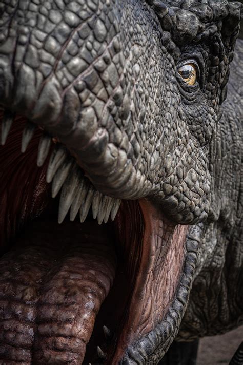 50+ Free Trex & Dinosaur Images - Pixabay