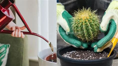 Cada Cuanto Se Riega Un Cactus Guia Completa