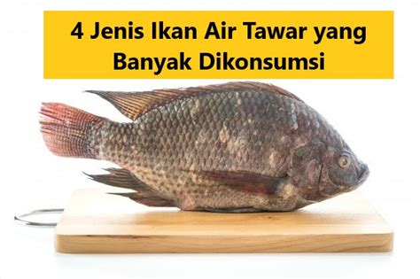 4 Jenis Ikan Air Tawar Paling Banyak Dikonsumsi Daftar Jenis Ikan