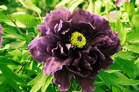 Stock Photo Black Peony Flower free download