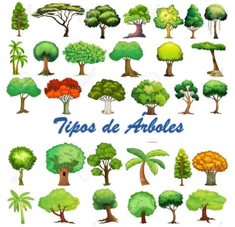 Tipos De Árboles CaracterÍsticas Hojas Formas Y MÁs