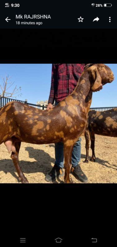 10 25 Kg Sirohi Female Goat Speciality Stall Feed Pure Quality