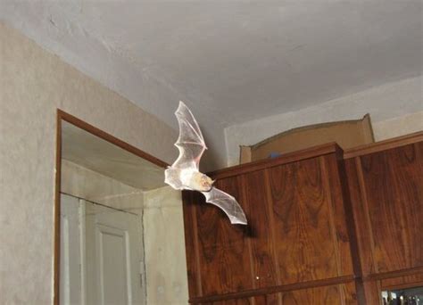 How To Catch A Bat Indoors