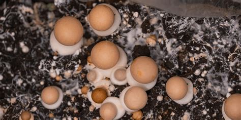 The Basics Of Using Agar In Mushroom Growing