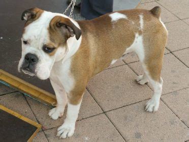 7 Things You Need to Know about the Boxer Bulldog Mix - Animalso