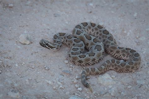 Snake Pictures Western Massasauga Rattlesnake