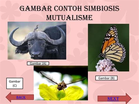 Contoh Simbiosis Mutualisme Komensalisme Parasitisme