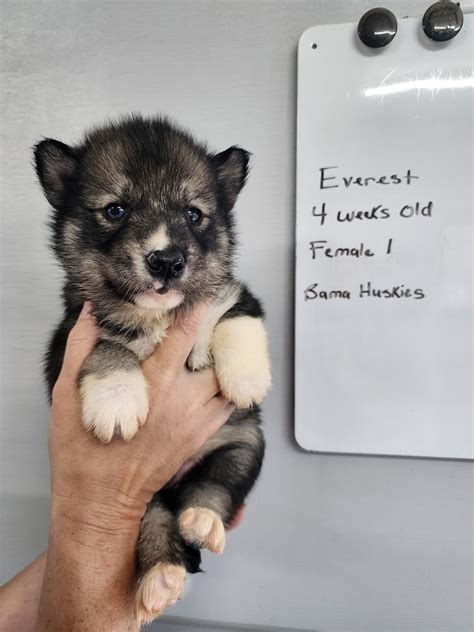 Everest Husky Puppies 4 Weeks Old Siberian Husky Puppies For Sale