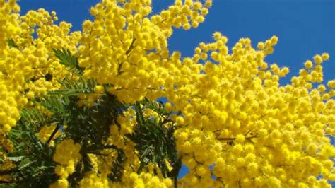 Perché si regala la mimosa per la Festa della donna