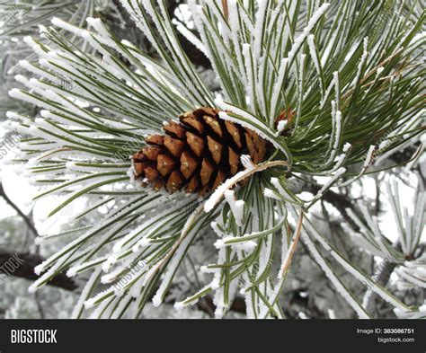 Snowy Ponderosa Pine ( Image & Photo (Free Trial) | Bigstock