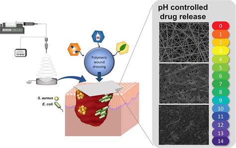 Pharmacokinetic control on the release of antimicrobial drugs from pH ...