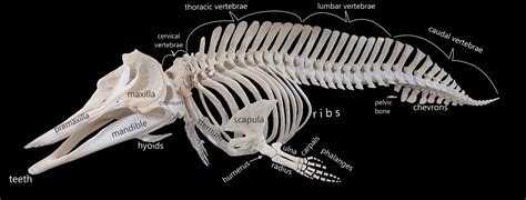 Cuvier’s beaked whale (AKA goose-beaked whale) from stranding to ...